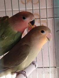 inseparabili roseicollis 