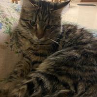 Cucciola Maine coon