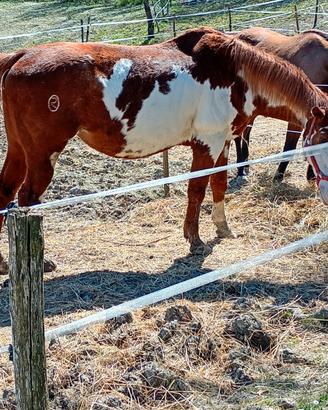 Cavalla Paint horses