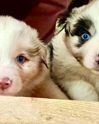 Pastore Australiano Australian Shepherd cuccioli
