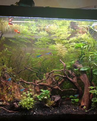 Acquario completo 