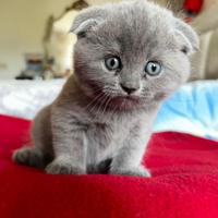 Cuccioli scottish straight e fold