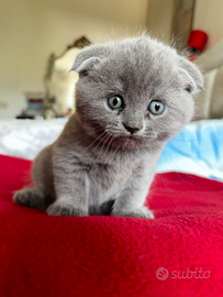Cuccioli scottish straight e fold