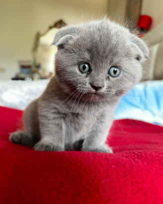 Cuccioli scottish straight e fold