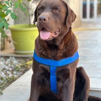 Disponibile Labrador Choco per monta