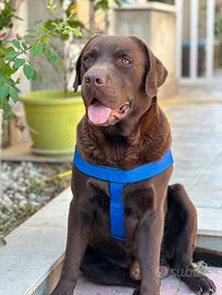 Disponibile Labrador Choco per monta