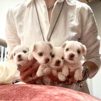 Cuccioli di maltese