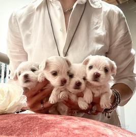 Cuccioli di maltese
