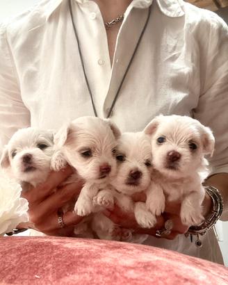 Cuccioli di maltese