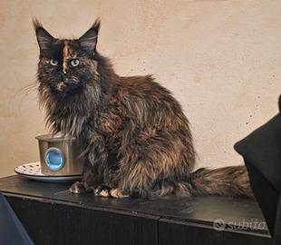 Maine Coon Adulta