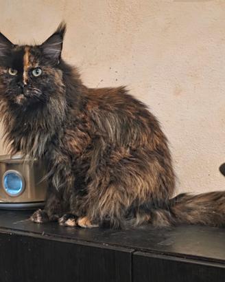 Maine Coon Adulta