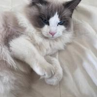 Gatto per monta