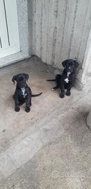 Cuccioli corso