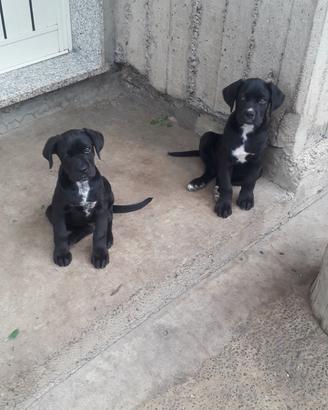 Cuccioli corso