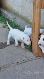 Femmina di bull terrier total white