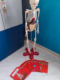 Divertiti eScopri Il Corpo Umano Collez.DeAgostini