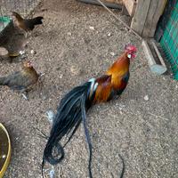 Galline Phoenix Onganadori