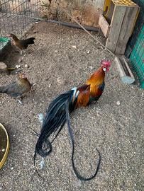 Galline Phoenix Onganadori