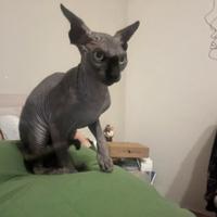 Cucciolo Sphynx