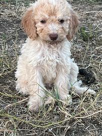 Lagotto romagnolo