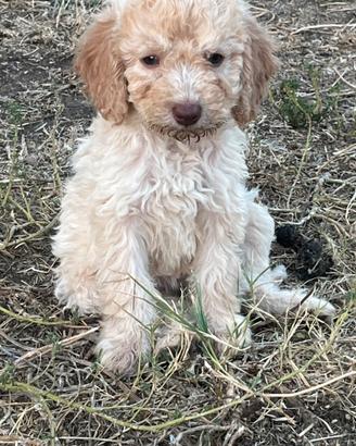 Lagotto romagnolo