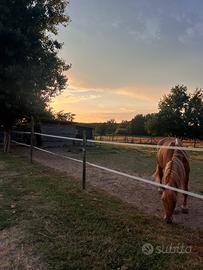 Box e paddock cavalli