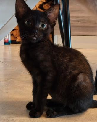 Gattini bengala disponibili