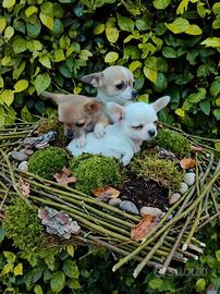 Chihuahua Toy