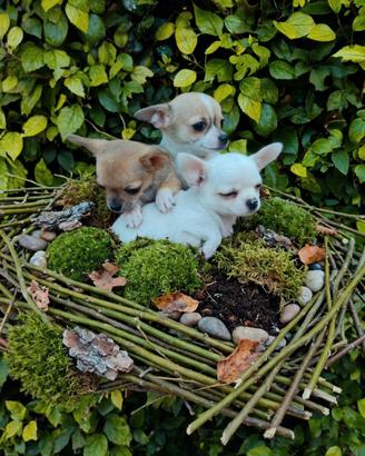 Chihuahua Toy