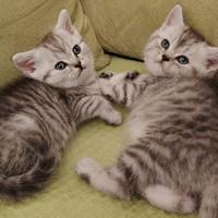 Gattini Scottish Fold e Straight
