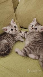 Gattini Scottish Fold e Straight