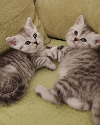 Gattini Scottish Fold e Straight