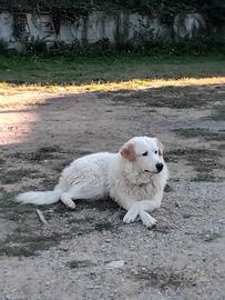 Cani da montagna dei Pirenei