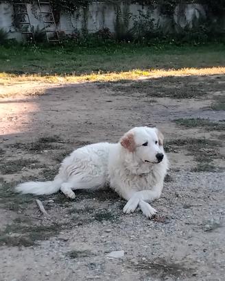 Cani da montagna dei Pirenei