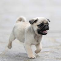Carlino- cucciolo Pedigree- ENCI Allevamento