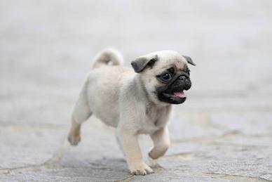 Carlino- cucciolo Pedigree- ENCI Allevamento