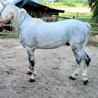 Cavallo domato