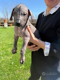 Maya cucciola nuda con cresta nera