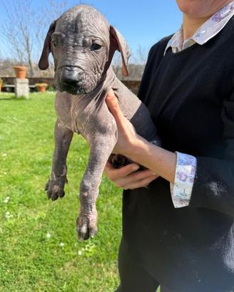 Maya cucciola nuda con cresta nera