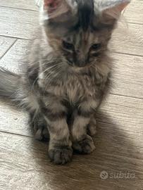 Maine Coon