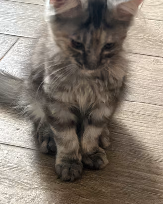 Maine Coon
