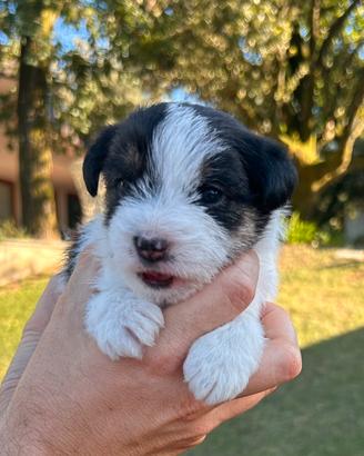 Cuccioli di Jack Russell