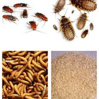 Blatte Dubia Lateralis Tarme, crusca