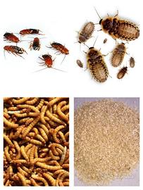 Blatte Dubia Lateralis Tarme, crusca