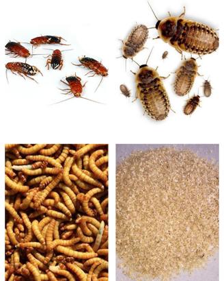 Blatte Dubia Lateralis Tarme, crusca