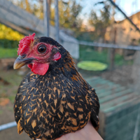 Gallo e gallina incrocio sebright serama malese