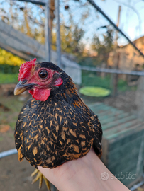 Gallo e gallina incrocio sebright serama malese