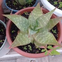 Aloe Arborescens