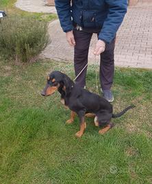 Segugio italiano femmina