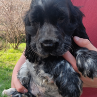 Cocker spaniel maschio blu roano